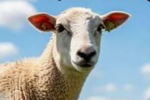 Isaiah-53-7-Lamb
